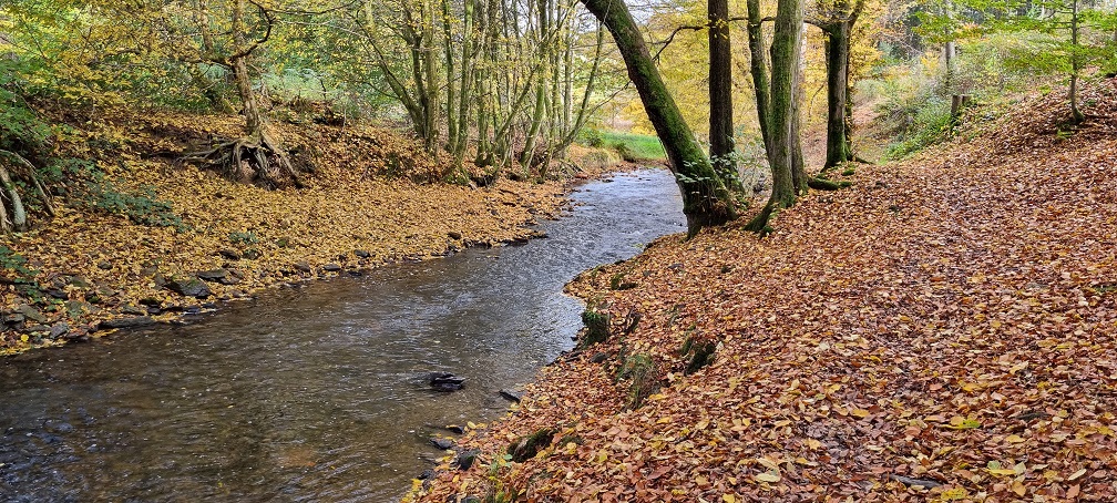 Der Eifgenbach in herbstlicher Stimmung