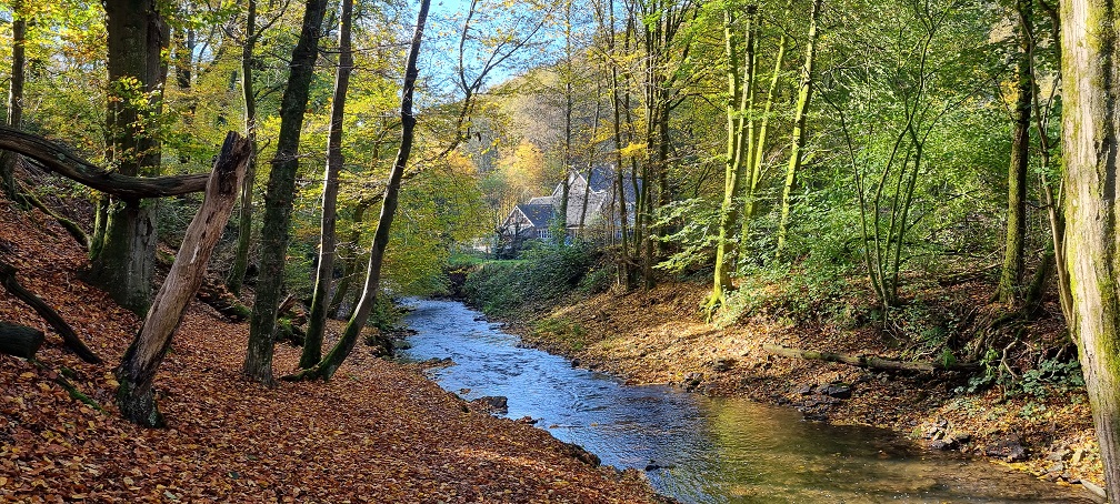 Der Eifgenbach in herbstlicher Stimmung im Hintergrund die Neuenmühle. Naturpur Gudula Burghoff